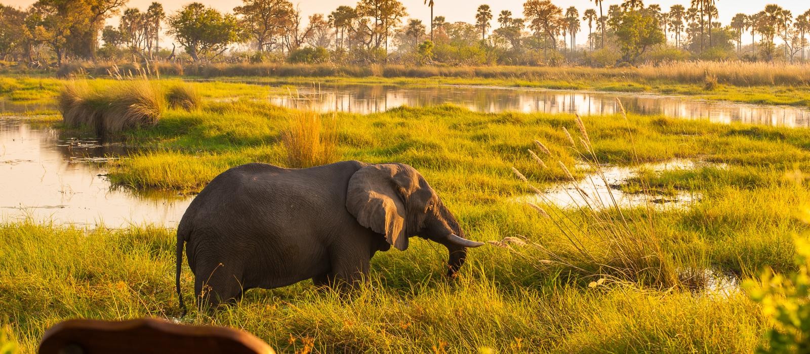 Chitwan Jungle Safari Tour